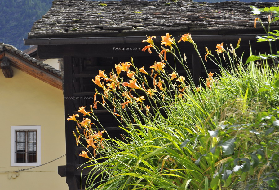 alagna flowers