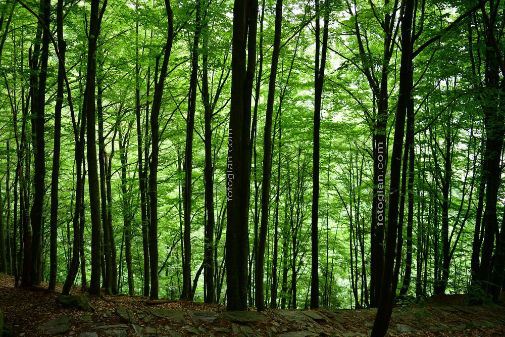 trees