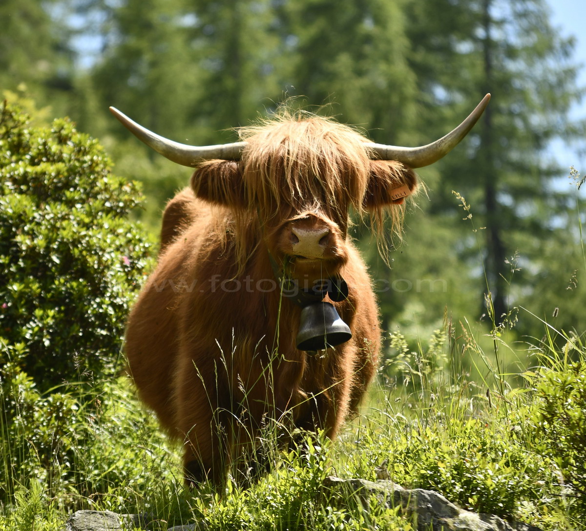 cow