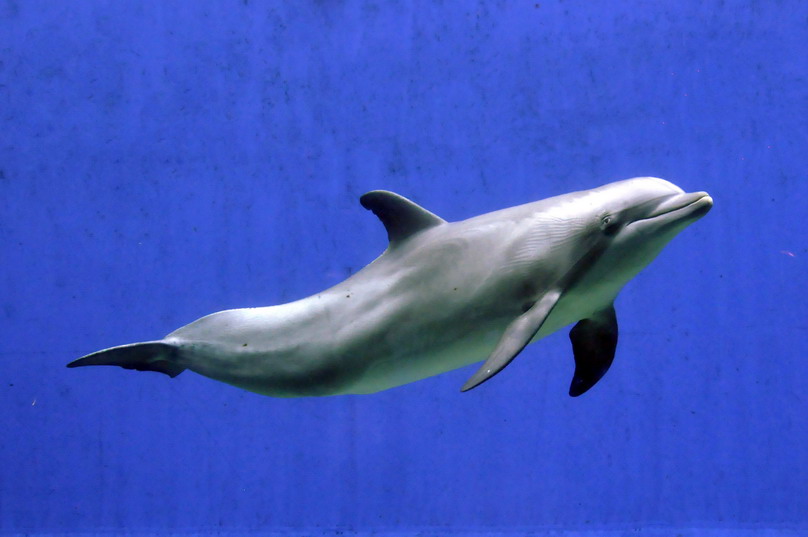 acquario 