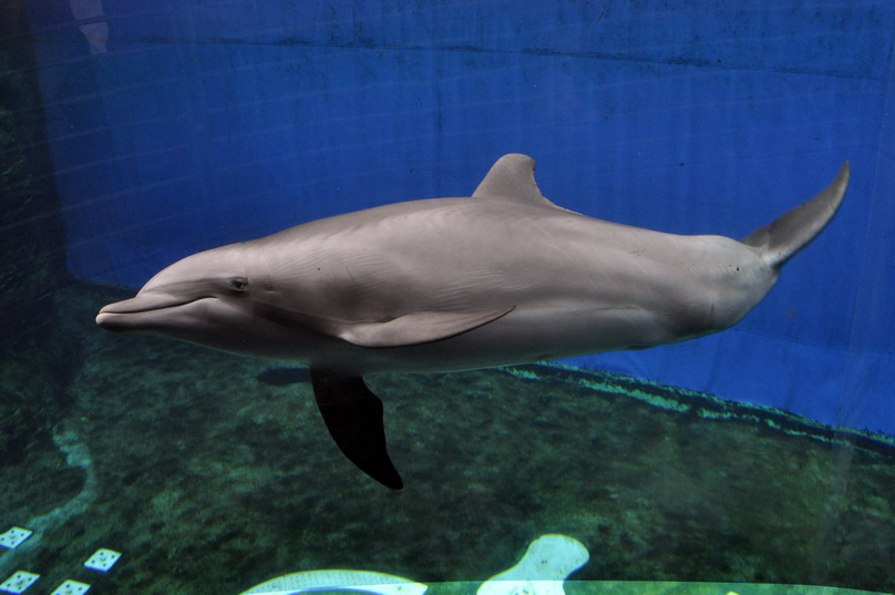 delfino