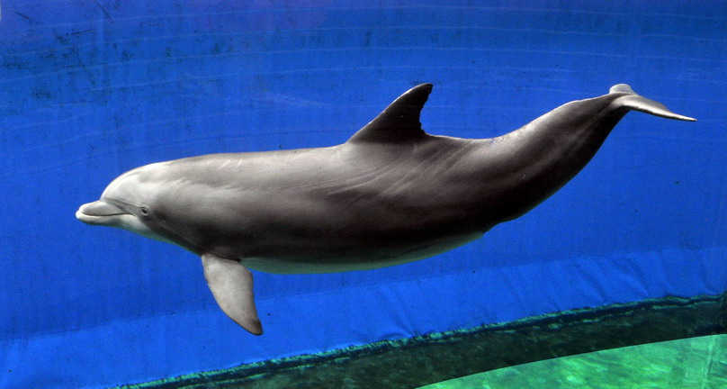 acquario genova