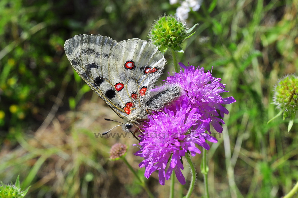 farfalla