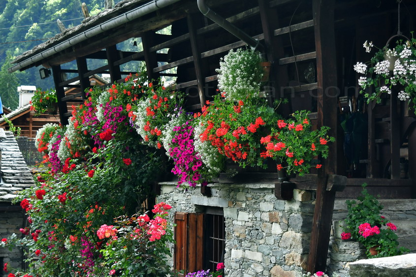 fiori