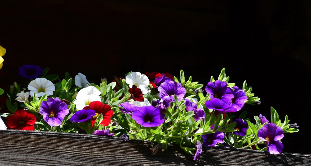 fiori alpini