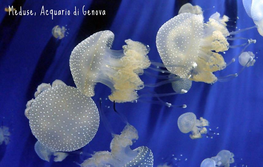 meduse