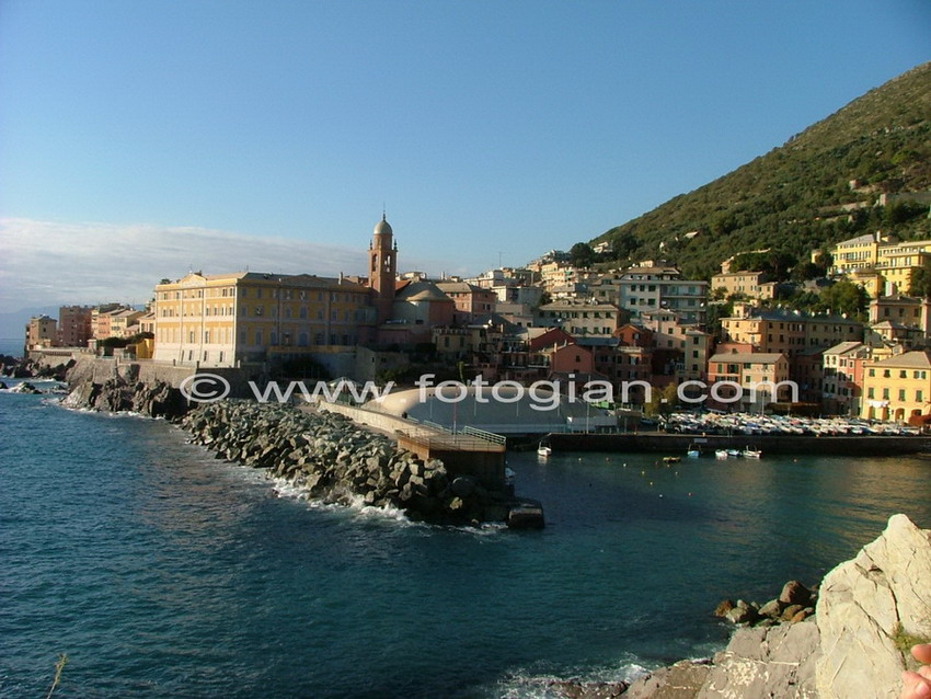 nervi