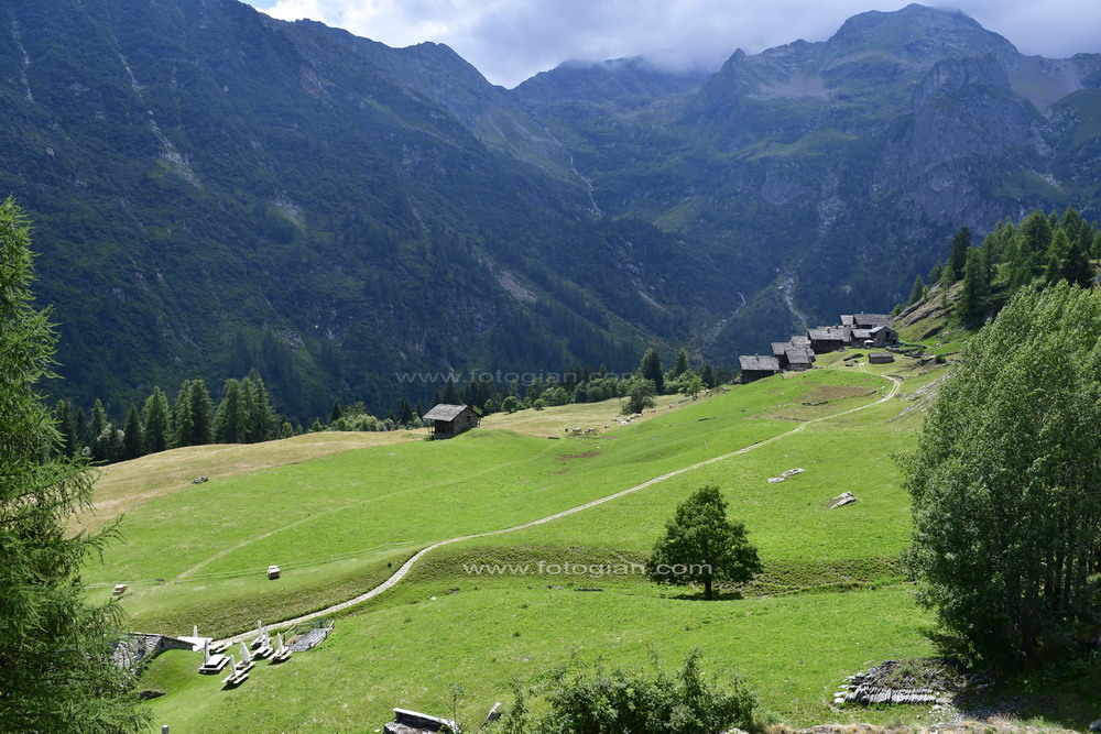 tagliaferro