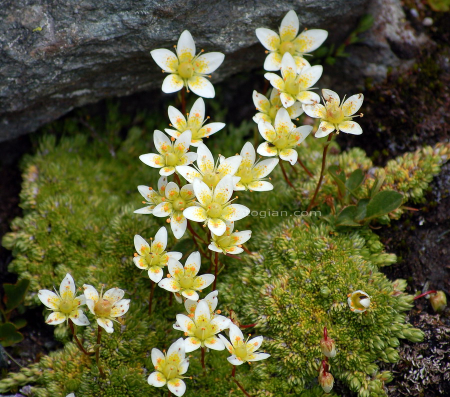 saxifraga