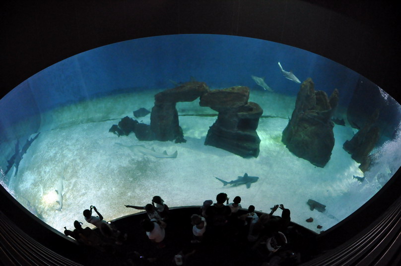 squali acquario